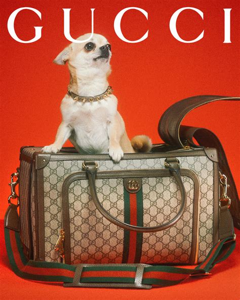 dog with gucci|gucci pet slang.